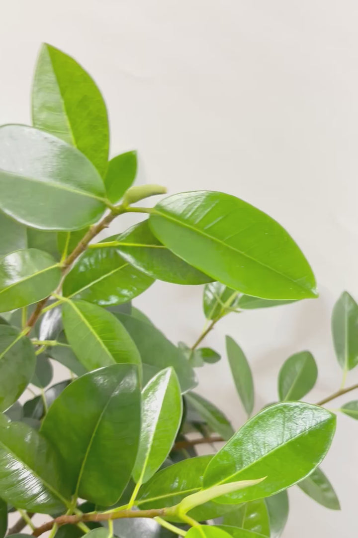 【フランスゴム】ボリュームのあるタイプ！沖縄の温暖な環境ですくすくと生長しました！