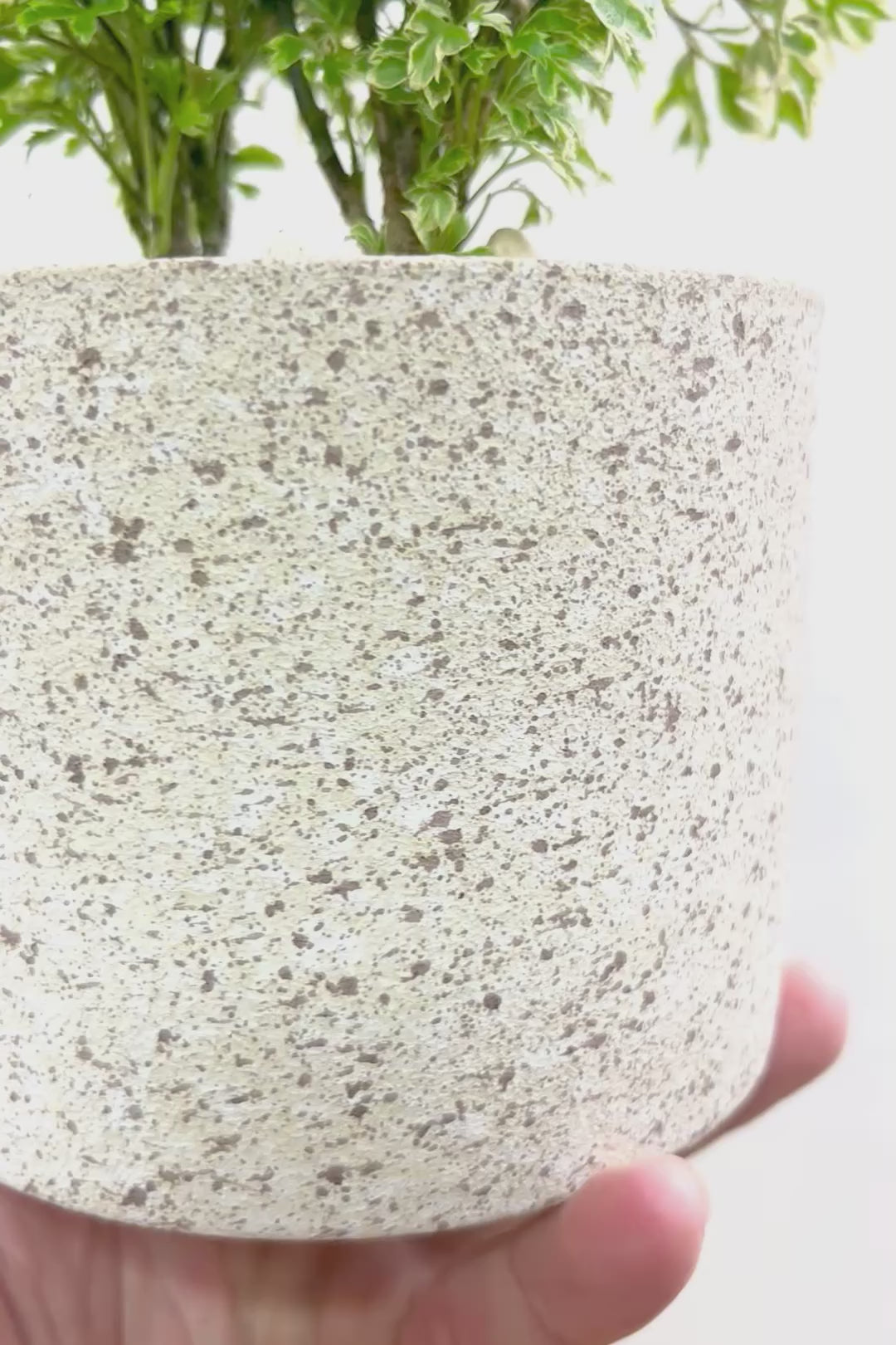 【ポリシャス スノープリンセス】POTとのバランスが良い！葉の模様がとても美しくて人気の観葉植物です！