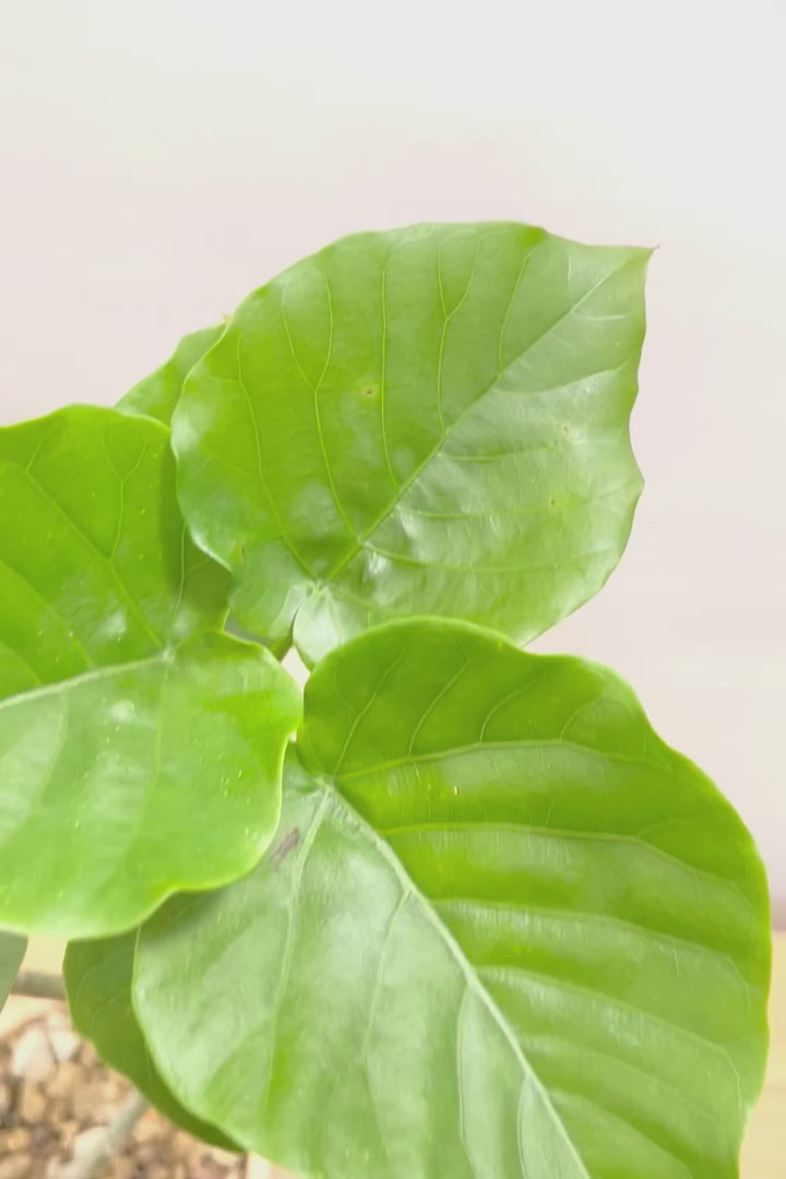 【ウンベラータ】初入荷のサイズ！このサイズ感でここまできれいにカーブした幹は希少ですよ！