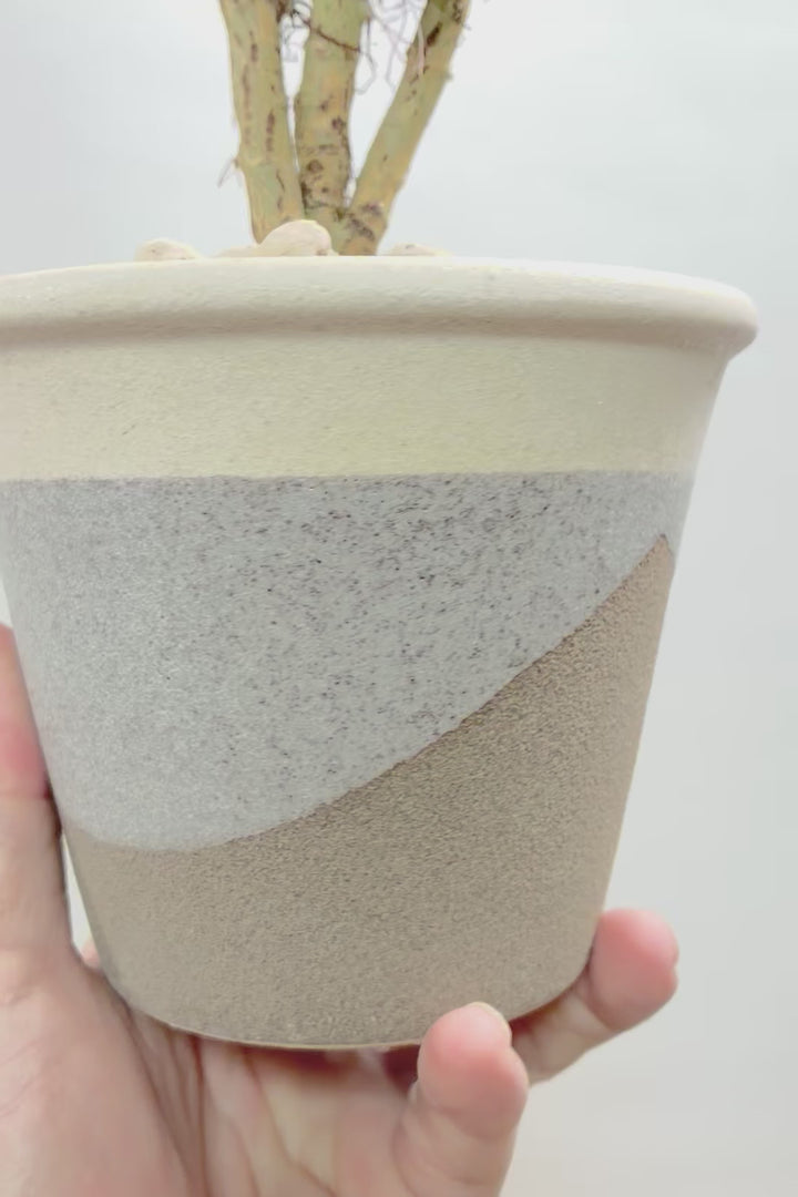 【カランコエ ロンボピローサ】高さ32cm！この葉模様は個性的すぎる！今回限りの限定入荷ですので、お見逃しなく！