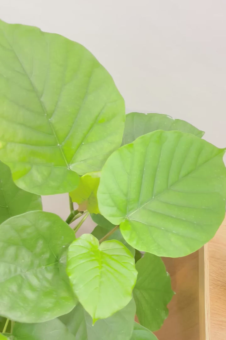 【ウンベラータ】軽量なプラスチック製のPOT！スタイリッシュな樹形です！こんなにボリュームがあるのにお求めやすい価格でのご提案です！