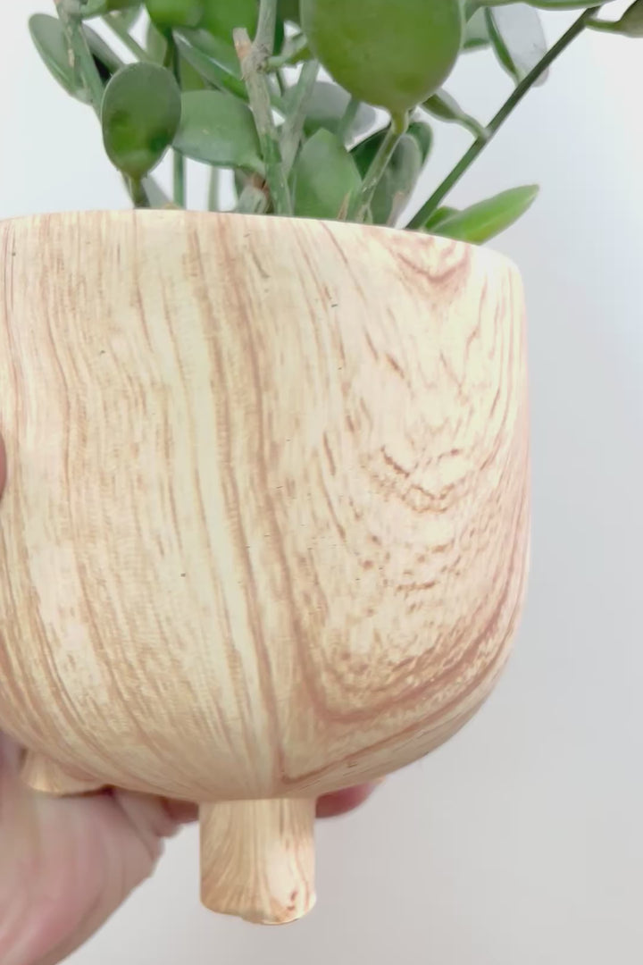 【グリーンドラム】今回はかわいい脚付きの木目調のPOT！しかもボリュームのある大き目タイプ！ここまでの大株は希少ですよ！