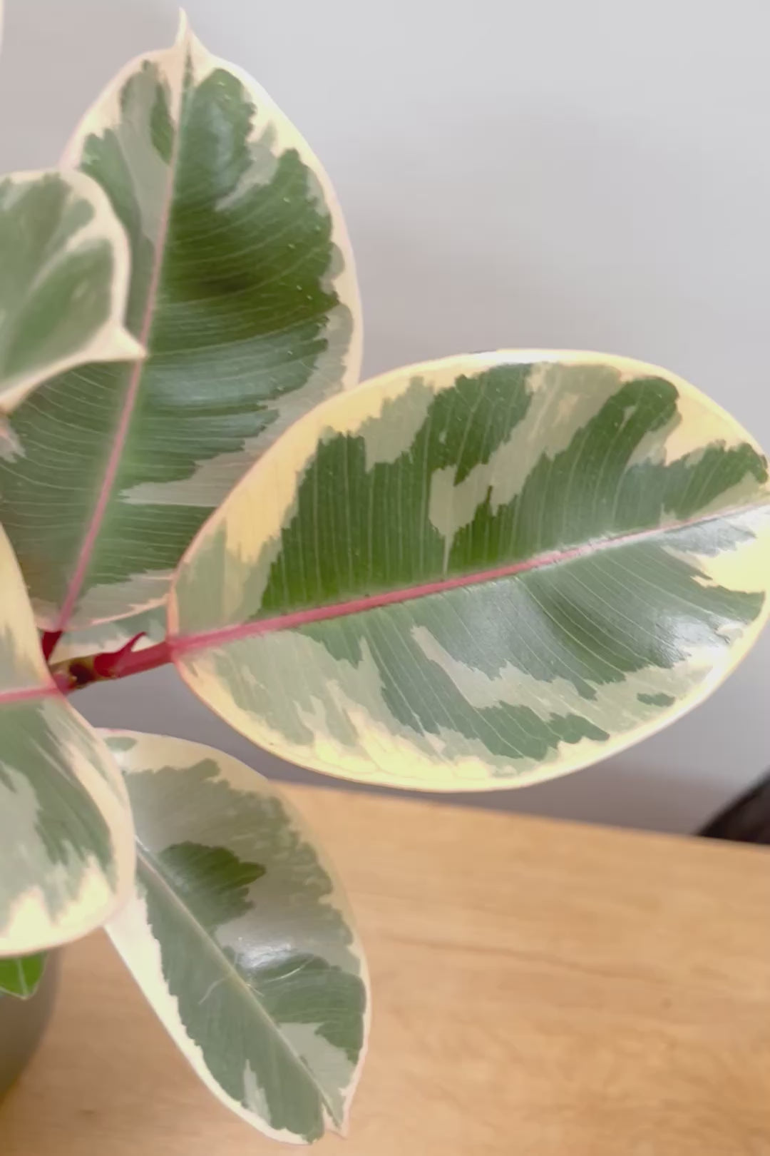 【フィカス ティネケ】良いサイズ。幹も太くて葉付きも良いので、これくらいのサイズが一番いいと思うんですよね