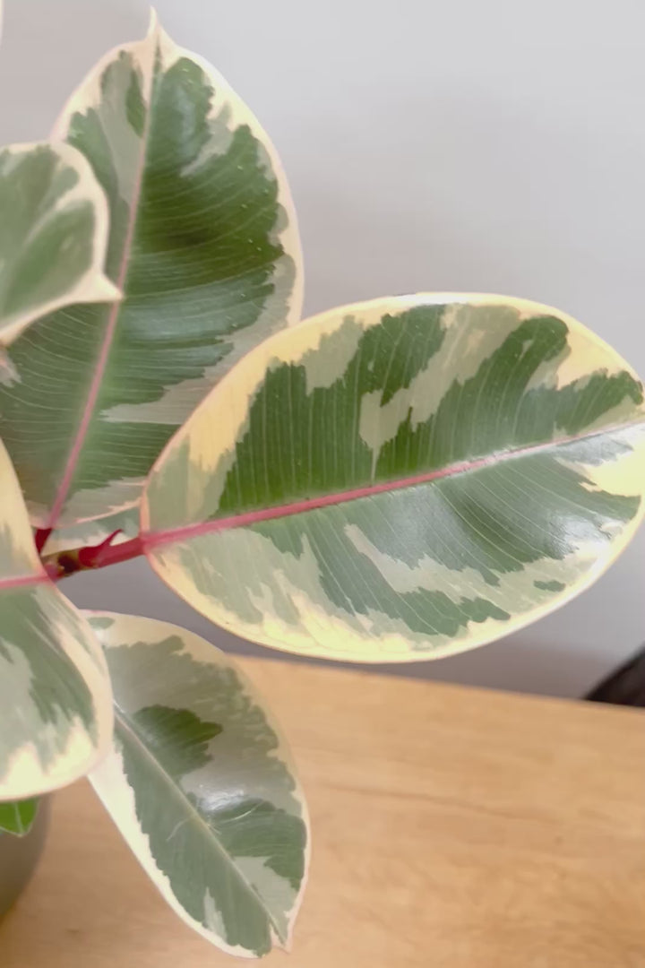 【フィカス ティネケ】良いサイズ。幹も太くて葉付きも良いので、これくらいのサイズが一番いいと思うんですよね