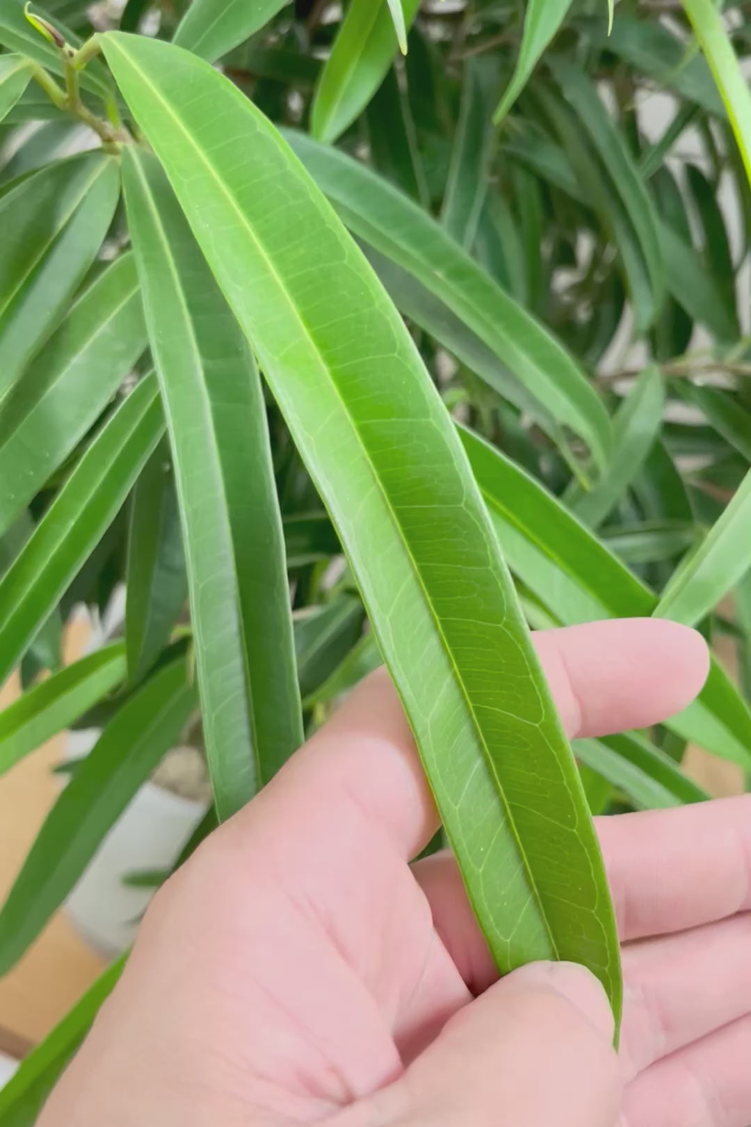 【フィカス ショウナンゴム】とにかく育てやすい！育てやすい植物は？と聞かれたらこの植物をおすすめしています！