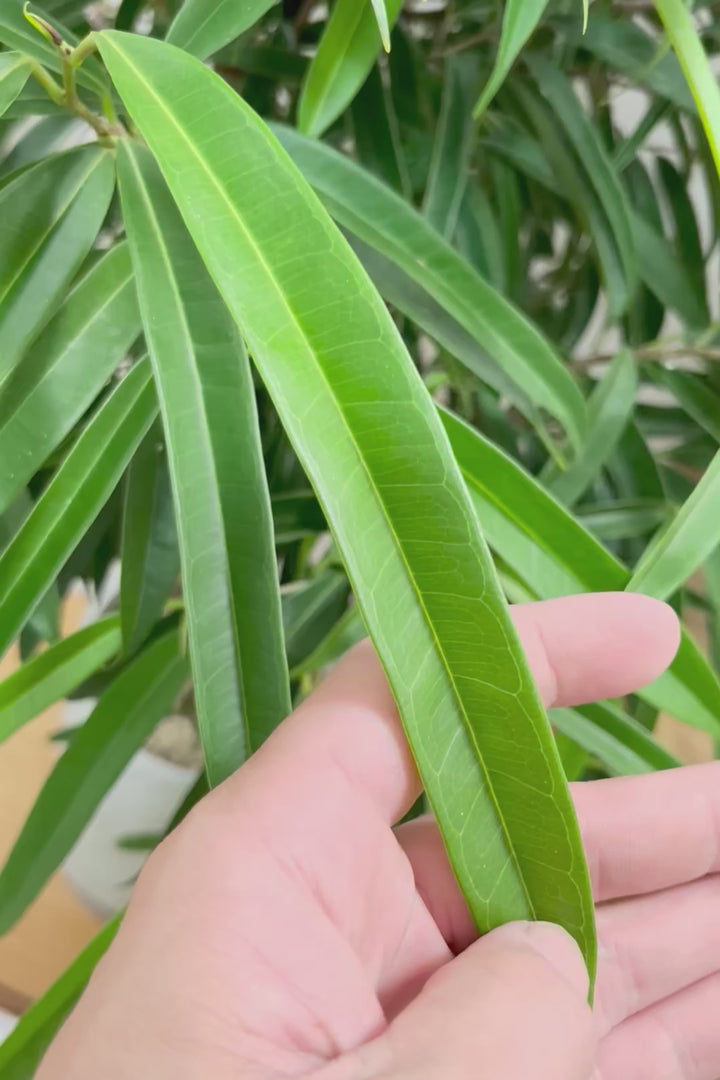 【フィカス ショウナンゴム】とにかく育てやすい！育てやすい植物は？と聞かれたらこの植物をおすすめしています！