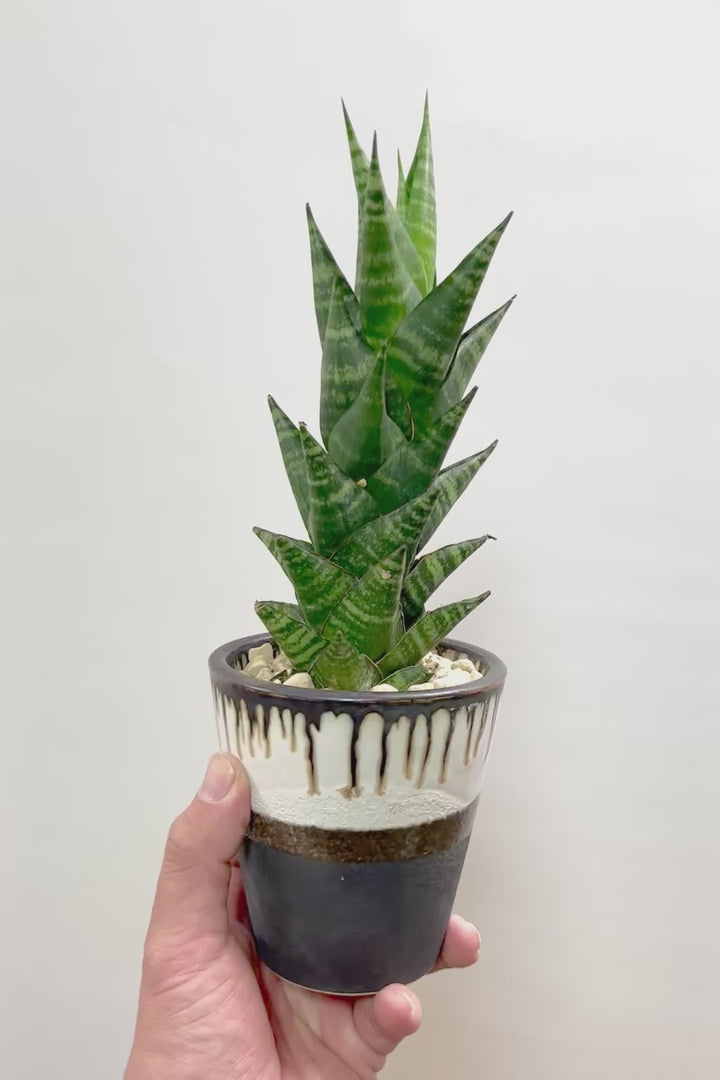 【サンスベリア タイハイブリッド】あまり出回らない希少種！生産者さん一押しのニューフェイス!!