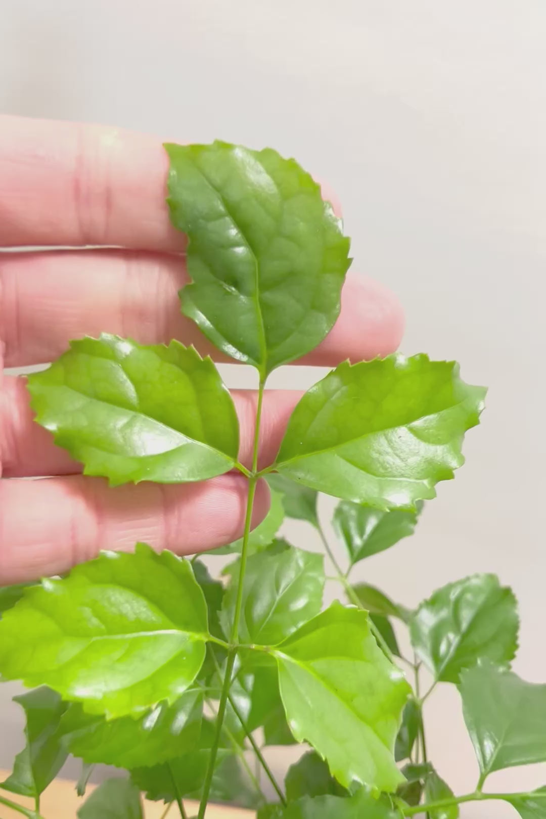 【ヘテロパナックス】奇々怪々な幹と言ってもイイと思う。とにかく個性があふれる幹なんです！