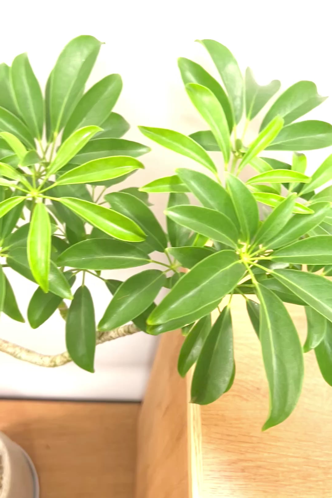 【シェフレラ コンパクタ】この樹形はカッコイイ！仕入れの時にビビッときて仕入れました！