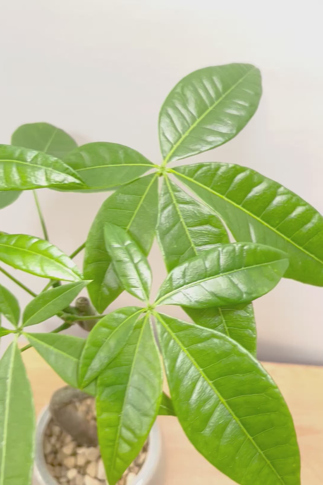 【パキラ】かわいいフォルムの幹！控えめにいっても幹のカーブがかわいいと思います！