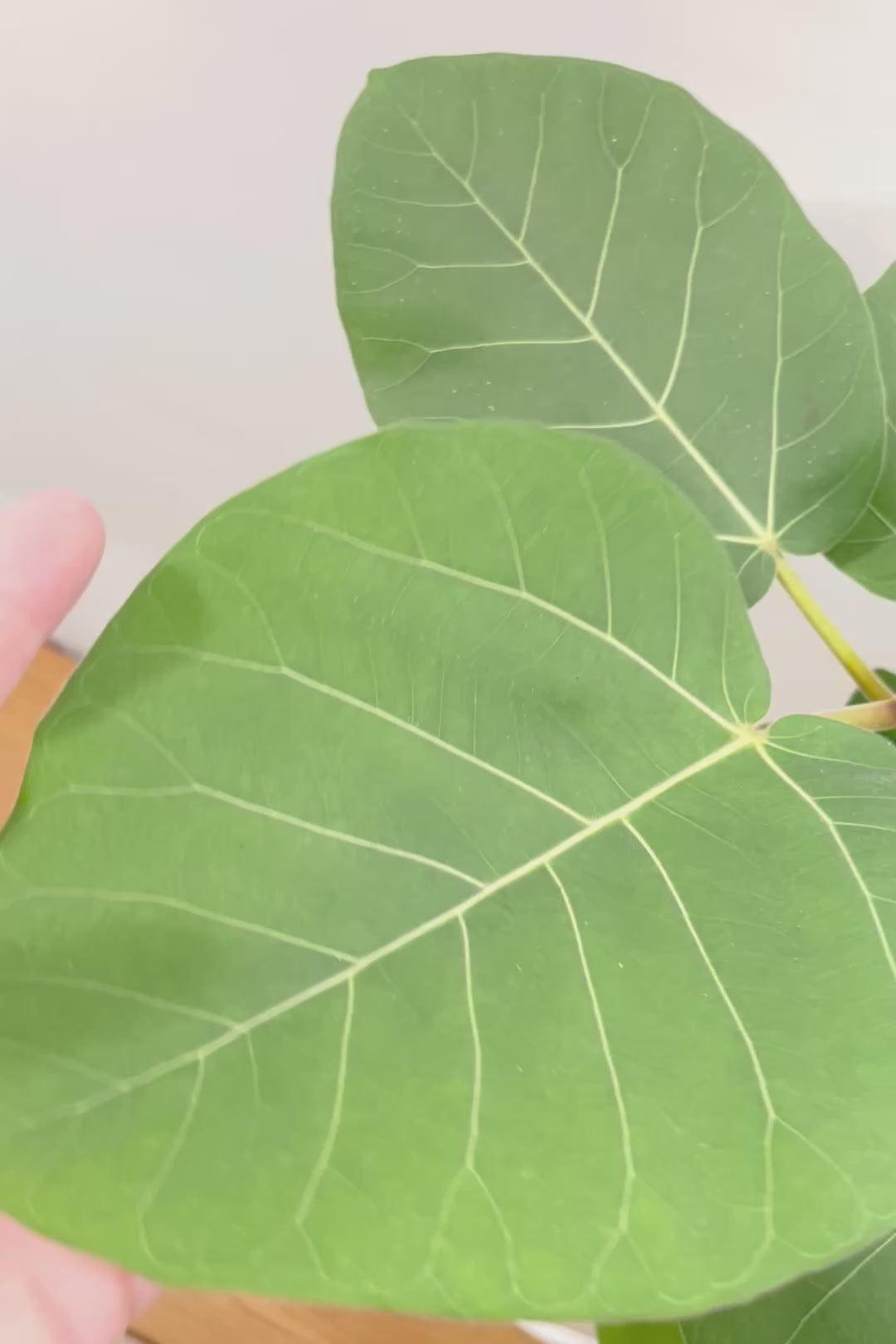 【フィカス エベレスト】程よいサイズ感！フィカスの中でも希少な品種！しかも今回は美しい曲り樹形！これは絶対にオススメ！