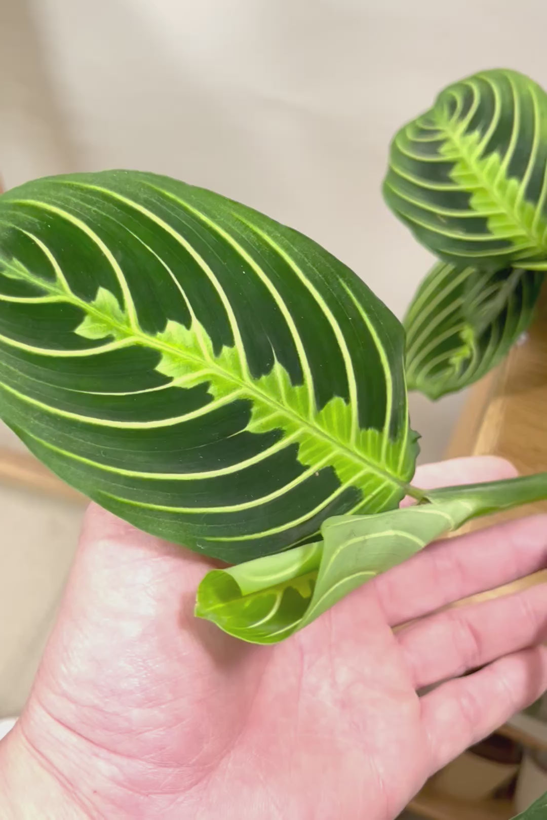 【マランタ レモンライム】軽量で扱いやすいプラスチック鉢。このボリュームは他にはないと思います！圧巻です！