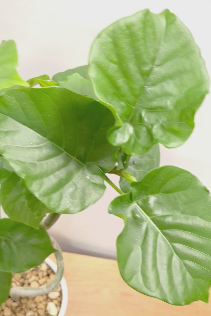 【ウンベラータ】ここまで完成度の高い樹形はレア！幹のカーブも素晴らしい個体です！