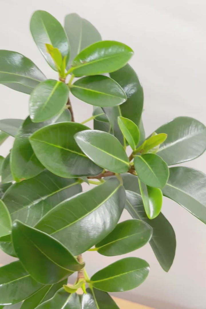 【フランスゴム】この曲がり良いと思うんですよ！生産者さんのセンスが光る素敵な樹形です！