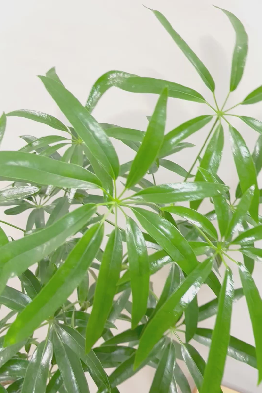 【シェフレラ アンガスティフォリア】幹のカーブがとても美しいくて存在感のある大きさ。とにかく丈夫で育てやすい！