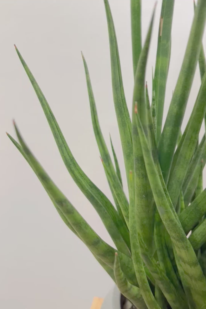 【サンスベリア トーチ】炎が揺らぐようなフォルムがカッコいい！POTとの相性もGOOD！