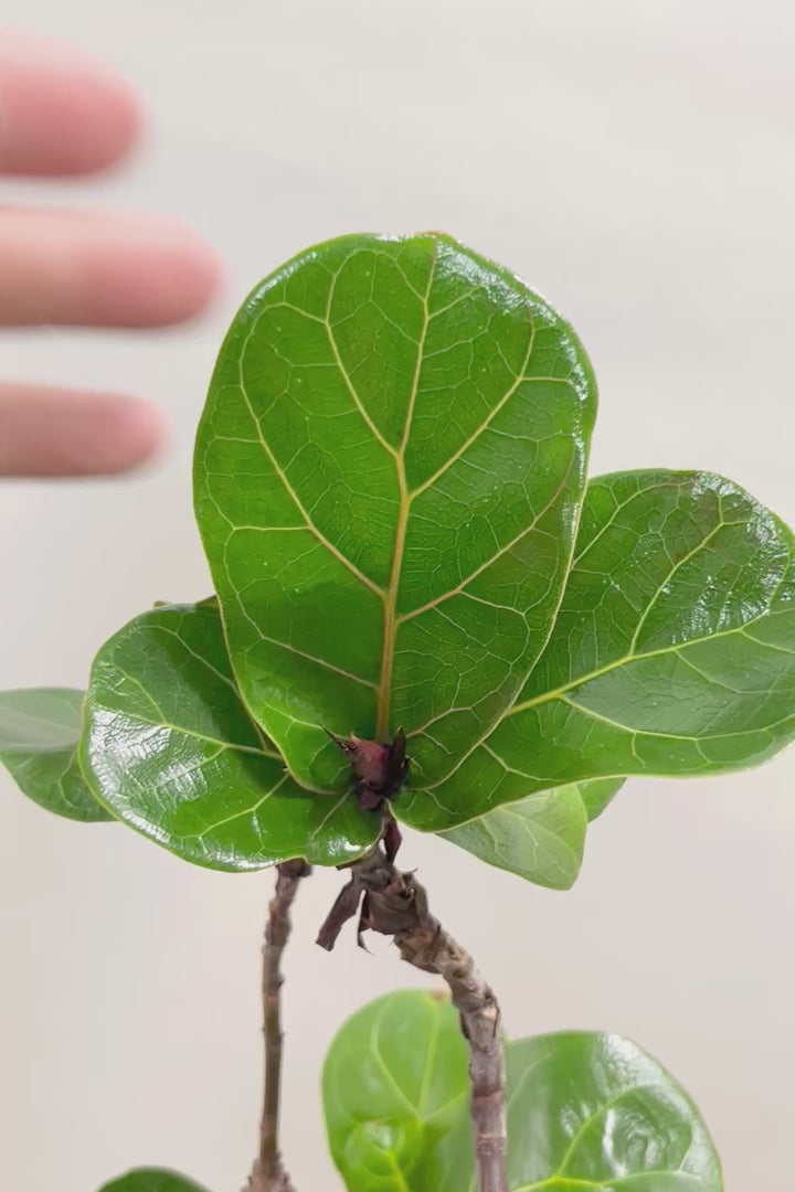 【カシワバゴム バンビーノ】しなやかな幹に落ち着いた葉色のバランスがとてもイイ感じだと思います！