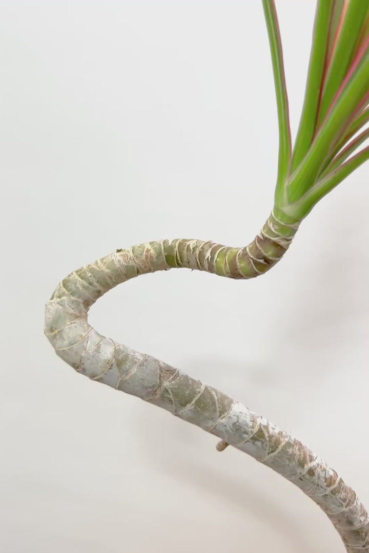 【コンシンネ レインボー】ちょっと大きめサイズ！赤く染まった葉色がとても美しい人気種です！