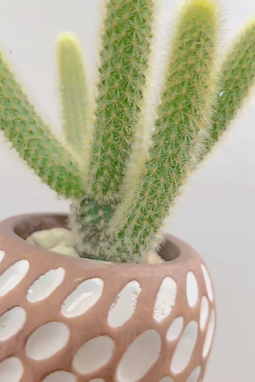 【サボテン ヒルデウィンテラ】水玉模様のかわいいおしゃれPOT！かわいすぎて思わず葉に触っちゃいそうになるけどチクッとしますのでご注意ください。