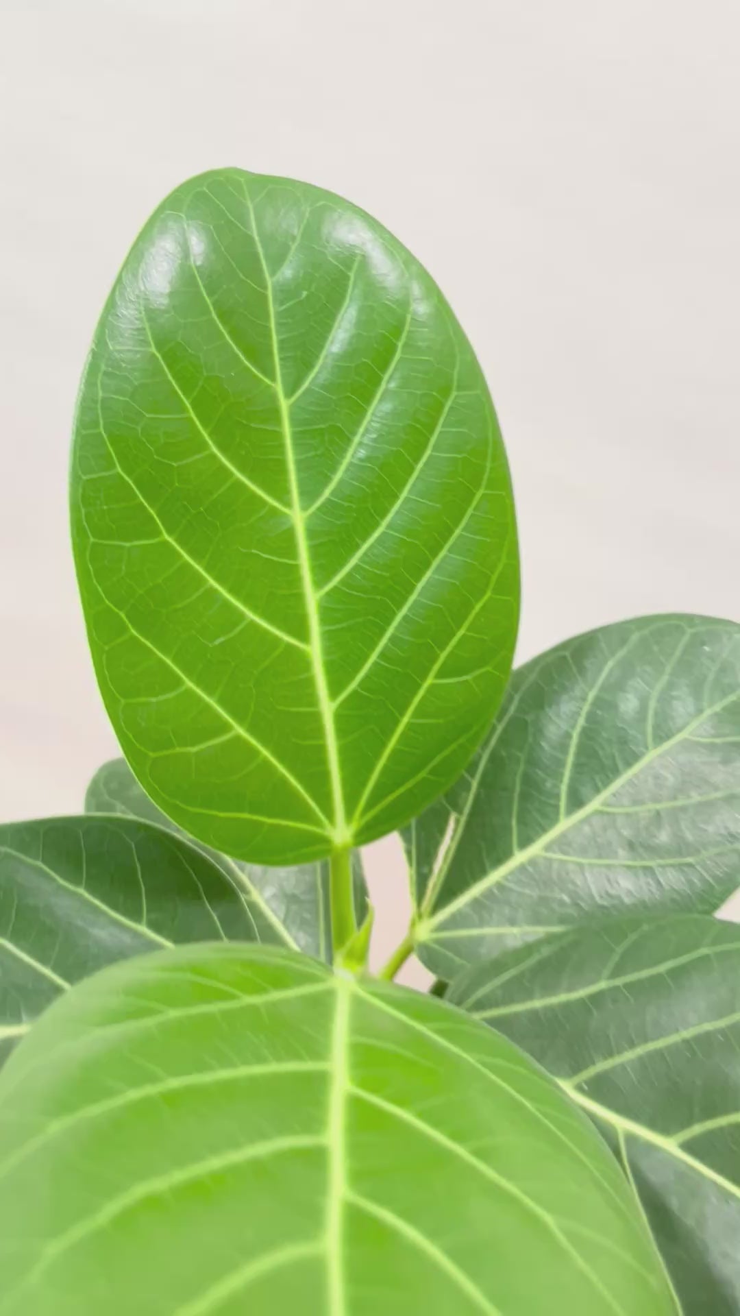 【ベンガレンシス】シンプルなＰＯＴ！よくまとまったきれいな樹形！幹のカーブも素晴らしい仕上がりです！