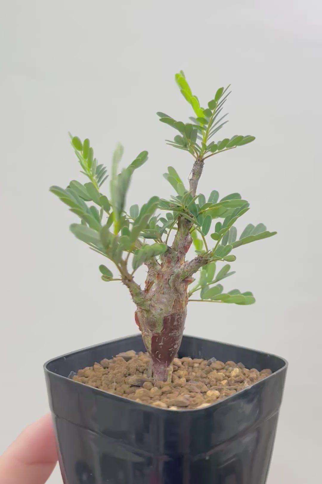 【センナ メリディオナリス】全高18cm！APEGOでは初入荷の個性的な植物！夜になると葉を閉じる性質がありますので育て甲斐がありますよ！