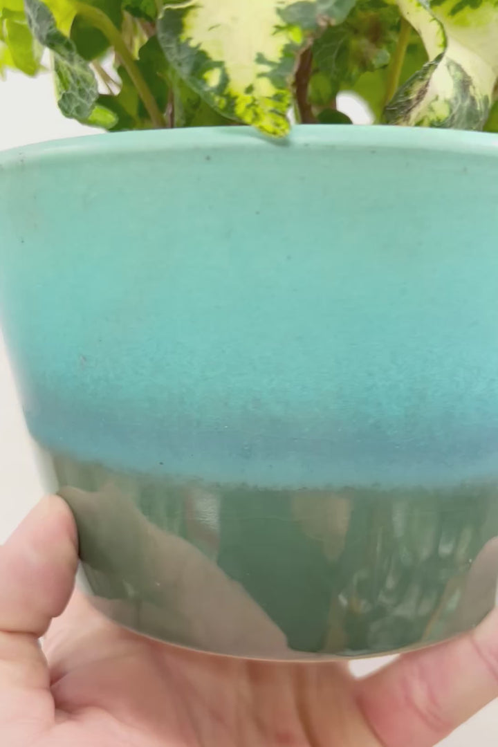 【アイビー ムーンライト】目が覚めるような美しいPOT。フリフリの可愛い葉♪暑さ寒さにとても強く丈夫な観葉植物です！