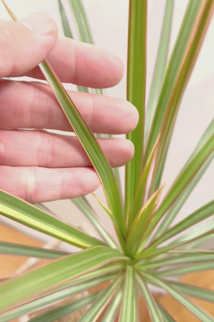 【コンシンネ トリカラー】スタイリッシュな樹形！このような樹形のトリカラーはめったに出会えませんのでぜひ！