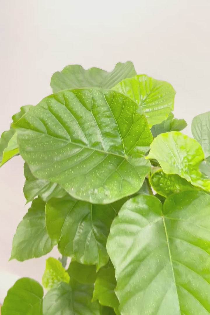 【ウンベラータ】幹がくるりんとした樹形！これはホント良い樹形！葉の大きさもちょうどいいと思います！