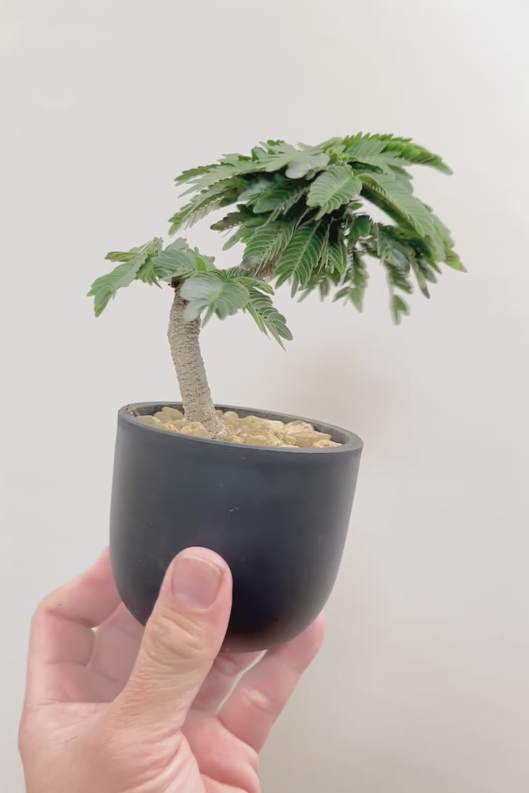 【エバーフレッシュ】このサイズはAPEGOでも初入荷！このサイズでこの幹の仕上がりはめったに入荷しないのでぜひ！