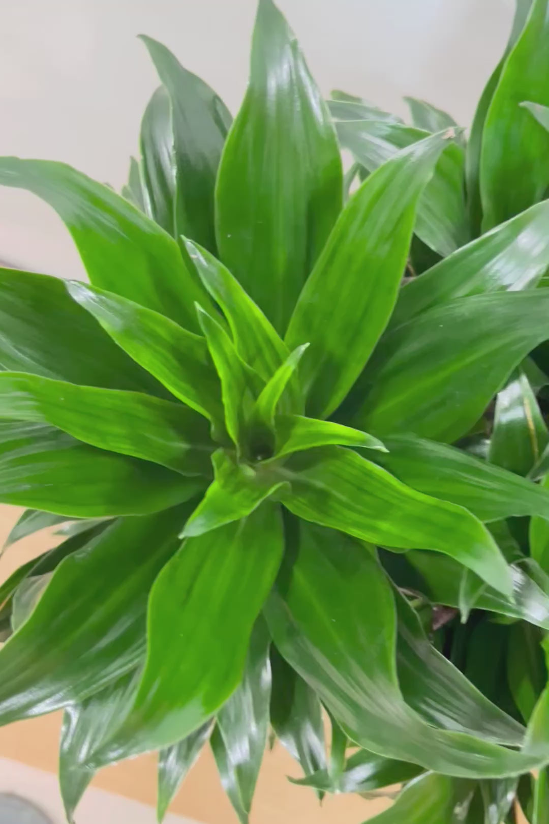 【ドラセナコンパクター】インテリアにちょうどいいサイズ。枝数も多くてとても素敵な樹形なんです！