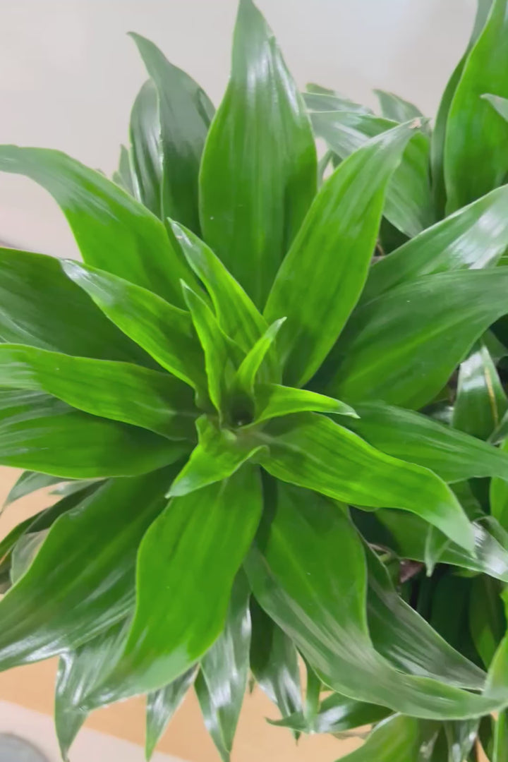 【ドラセナコンパクター】インテリアにちょうどいいサイズ。枝数も多くてとても素敵な樹形なんです！