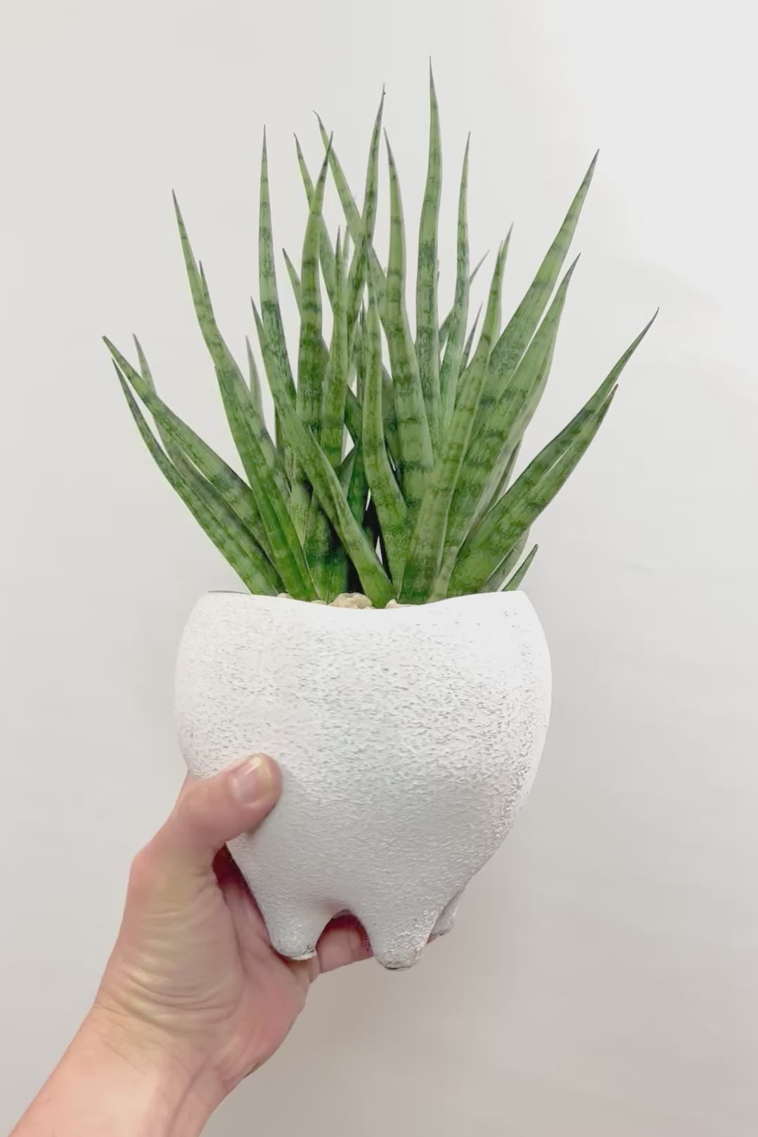 【サンスベリア トーチ】シックな雰囲気がGOOD！仲良しの生産者さんからいい形のものを分けてもらいました！