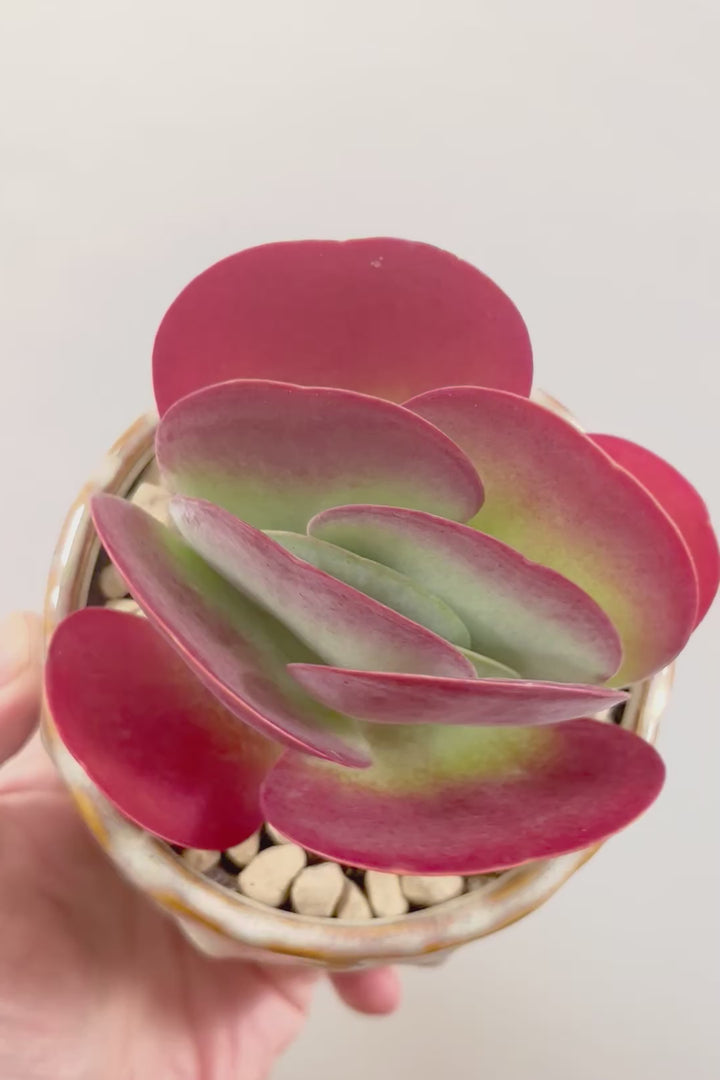 【デザートローズ】まさに今が一番美しい時！是非ともご覧いただきたい葉色です！