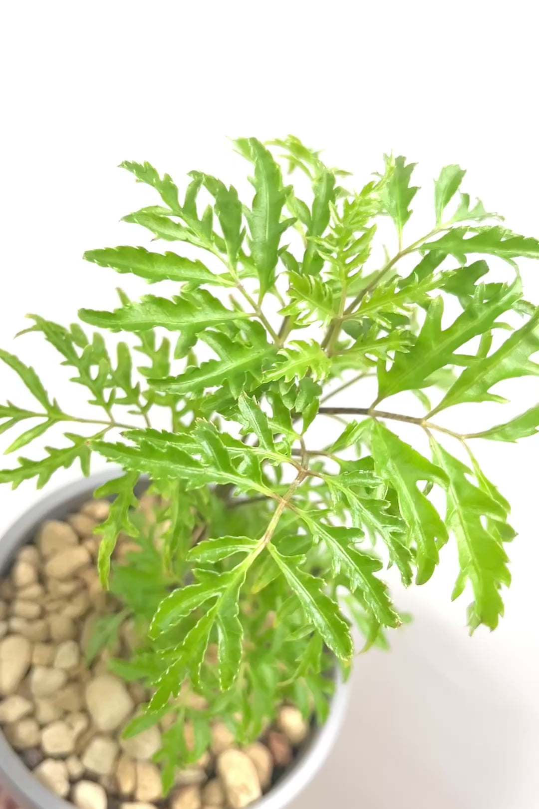 【ポリシャス フルティコーサ】軽量な樹脂製のPOT！初めて植物を育てる方にも安心の価格設定にしました！春からの新生活にいかがでしょうか？