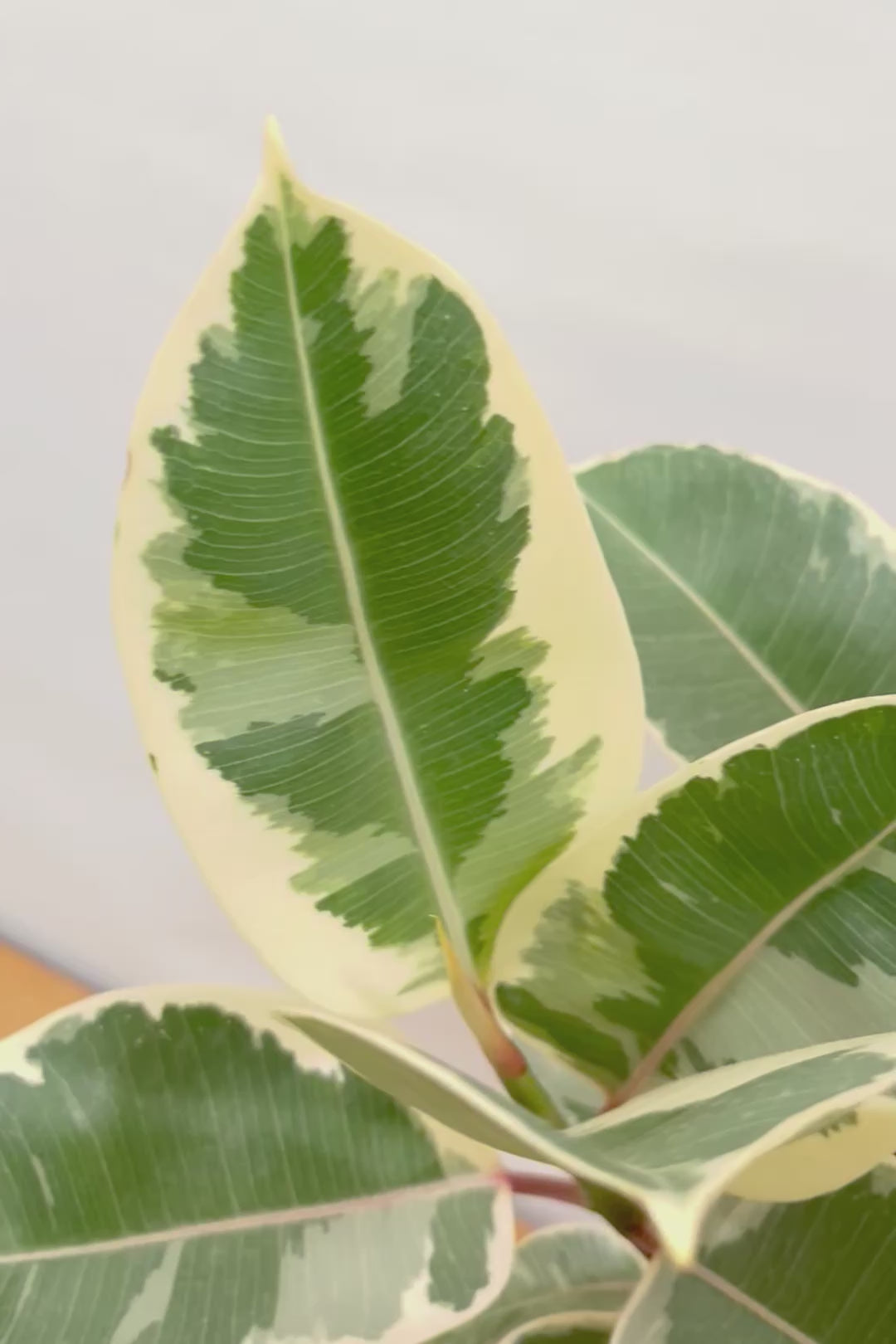 【フィカス ティネケ】良いサイズ。幹も太くて葉付きも良いので、これくらいのサイズが一番いいと思うんですよね