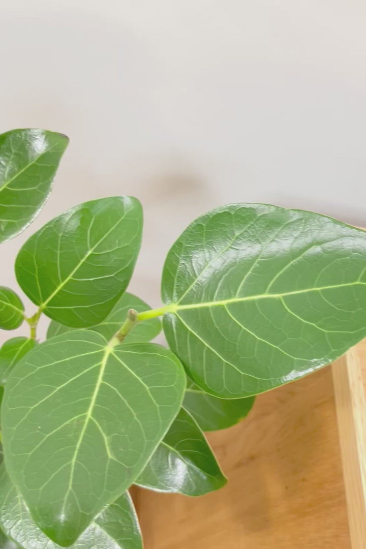 【ベンガレンシス】しっかりと時間をかけて仕立てられた素晴らしい樹形！全体のバランスもGOODです！