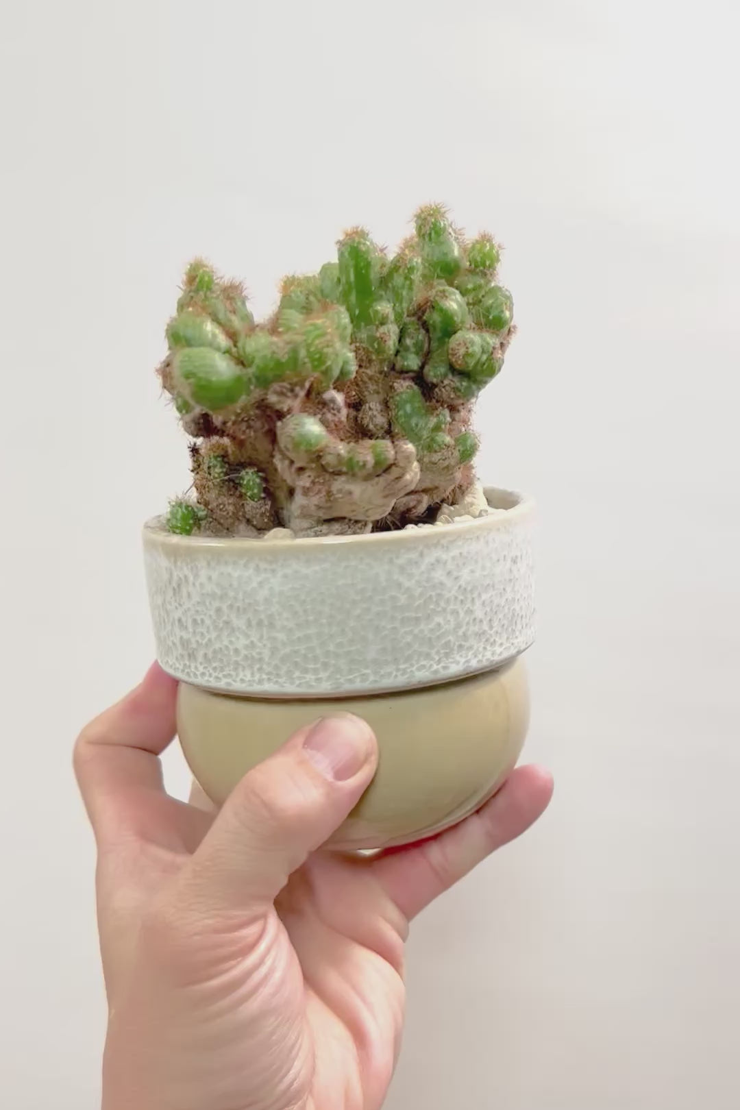 【セレウス ペルビアナム】密度が高くてかわいいサボテン。コロンとしたPOTとの相性もいいと思います！