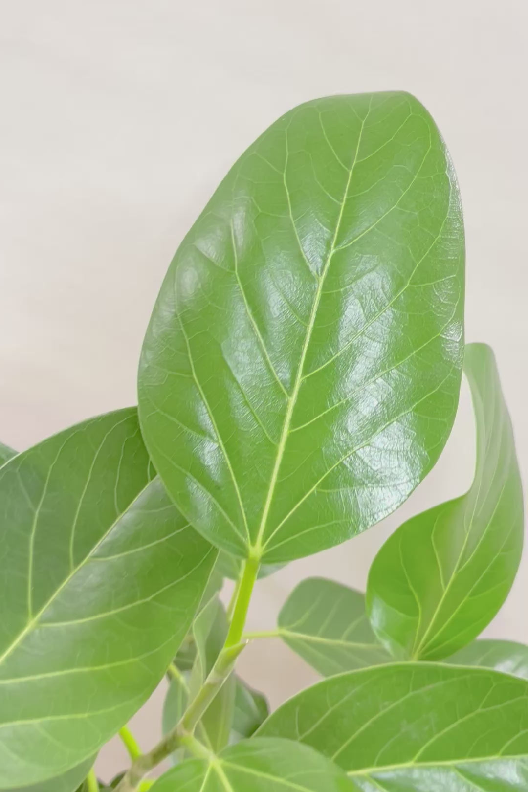 【ベンガレンシス】この樹形はイイ！沖縄で生長したしっかりとした幹！自信を持っておすすめします！