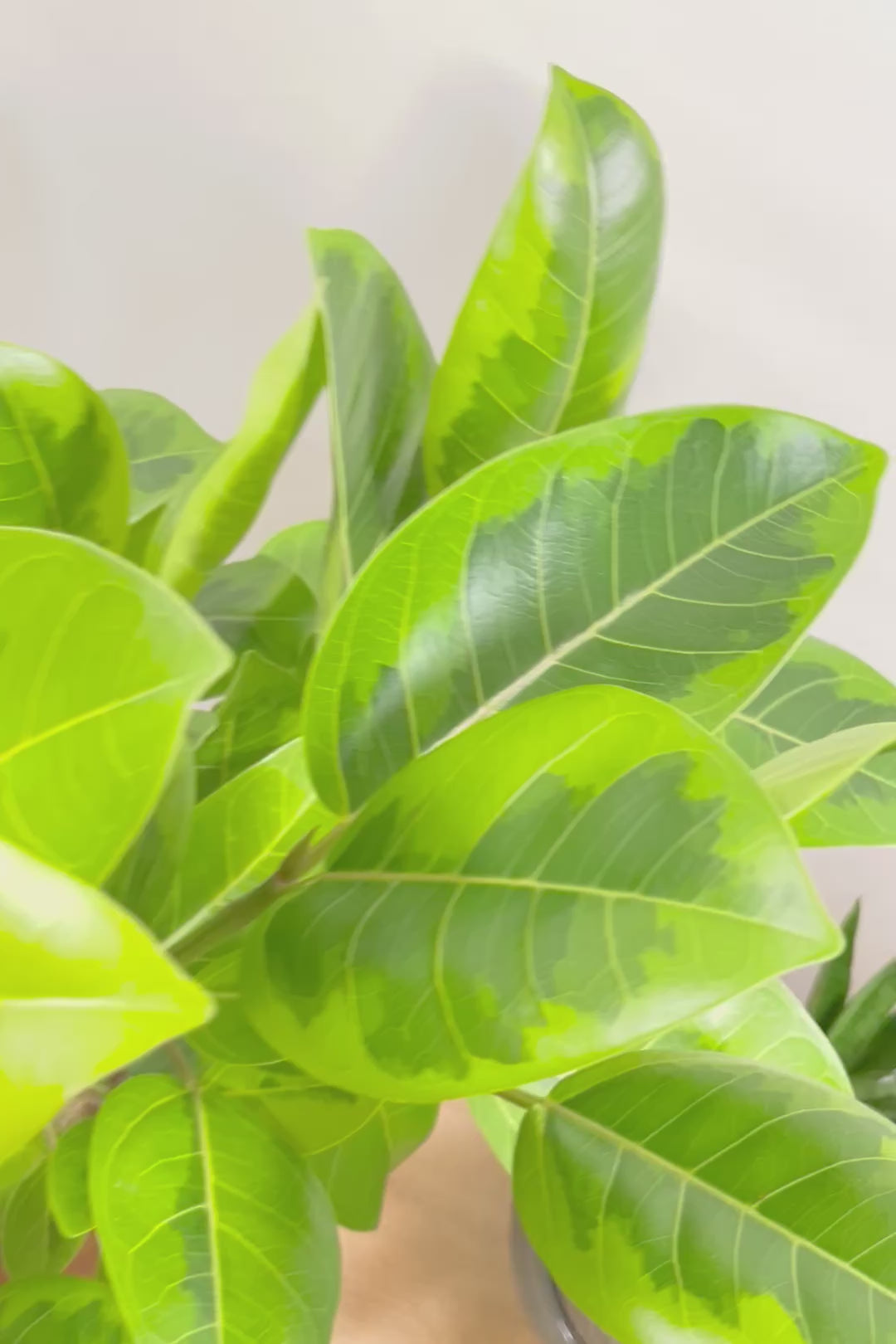 【アルテシマ】美しいカーブを描いた樹形！このサイズのアルテシマはなかなか入荷しませんのでおススメです！