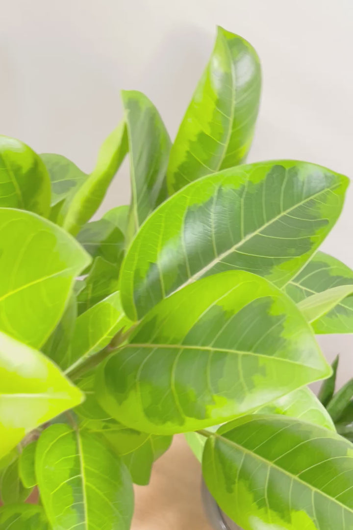 【アルテシマ】美しいカーブを描いた樹形！このサイズのアルテシマはなかなか入荷しませんのでおススメです！