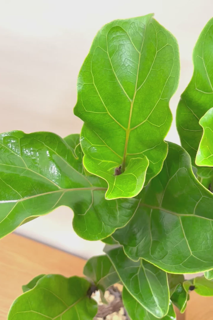 【カシワバゴム】幹にとても趣があってスタイリッシュ!美しい葉が人気の観葉植物です!