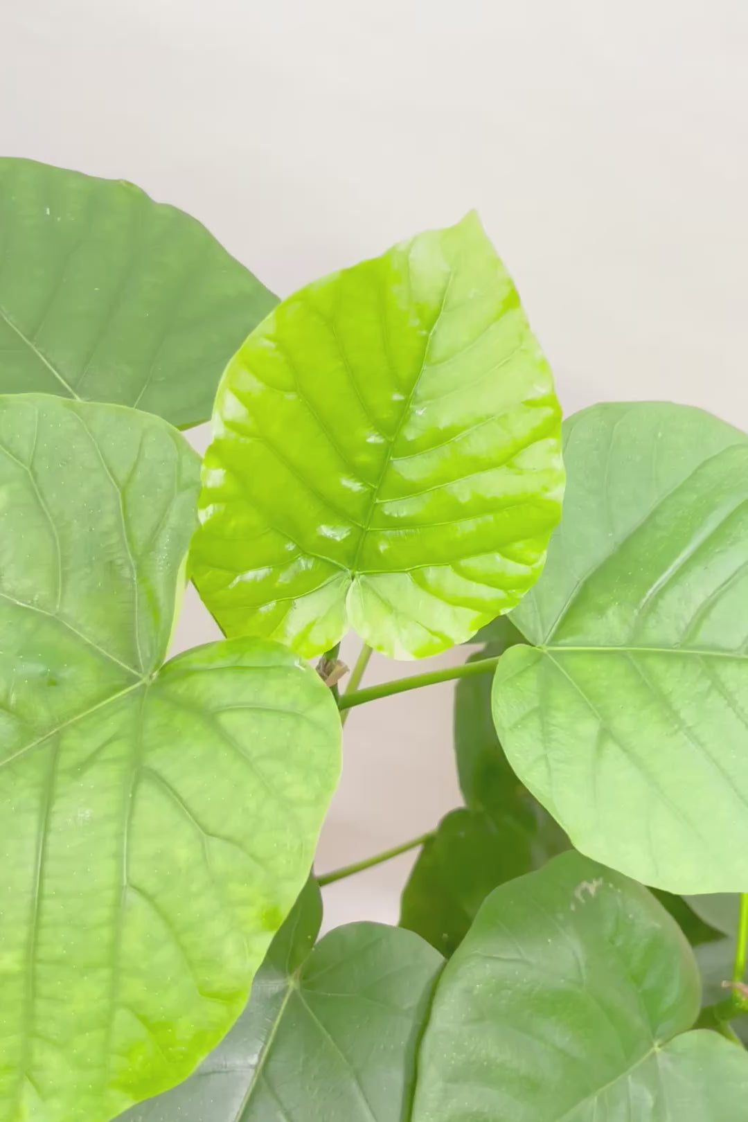 【ウンベラータ】幹が太すぎます！そして葉の状態もすごくイイ！沖縄でしっかりと時間をかけて作り込まれた逸品ですのでおススメですよ！