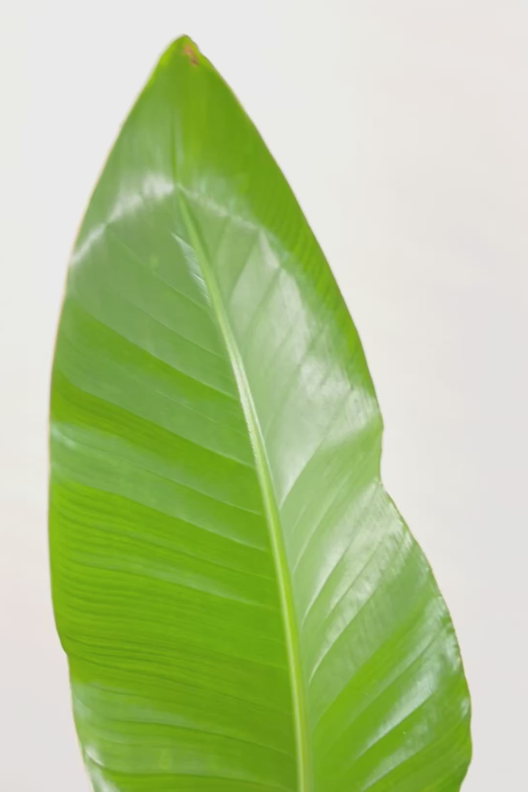 【オーガスタ】鹿児島県の名人の生産者さんが手塩にかけて作った素敵な逸品です！ボリュームがあります！