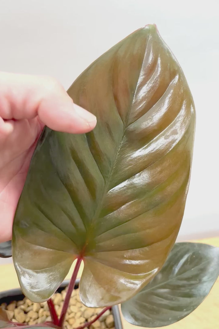 【ホマロメナ ブラックエメラルドクリムゾンベール】これがラストの入荷！新葉の美しさに惚れ込んで仕入れてきました！