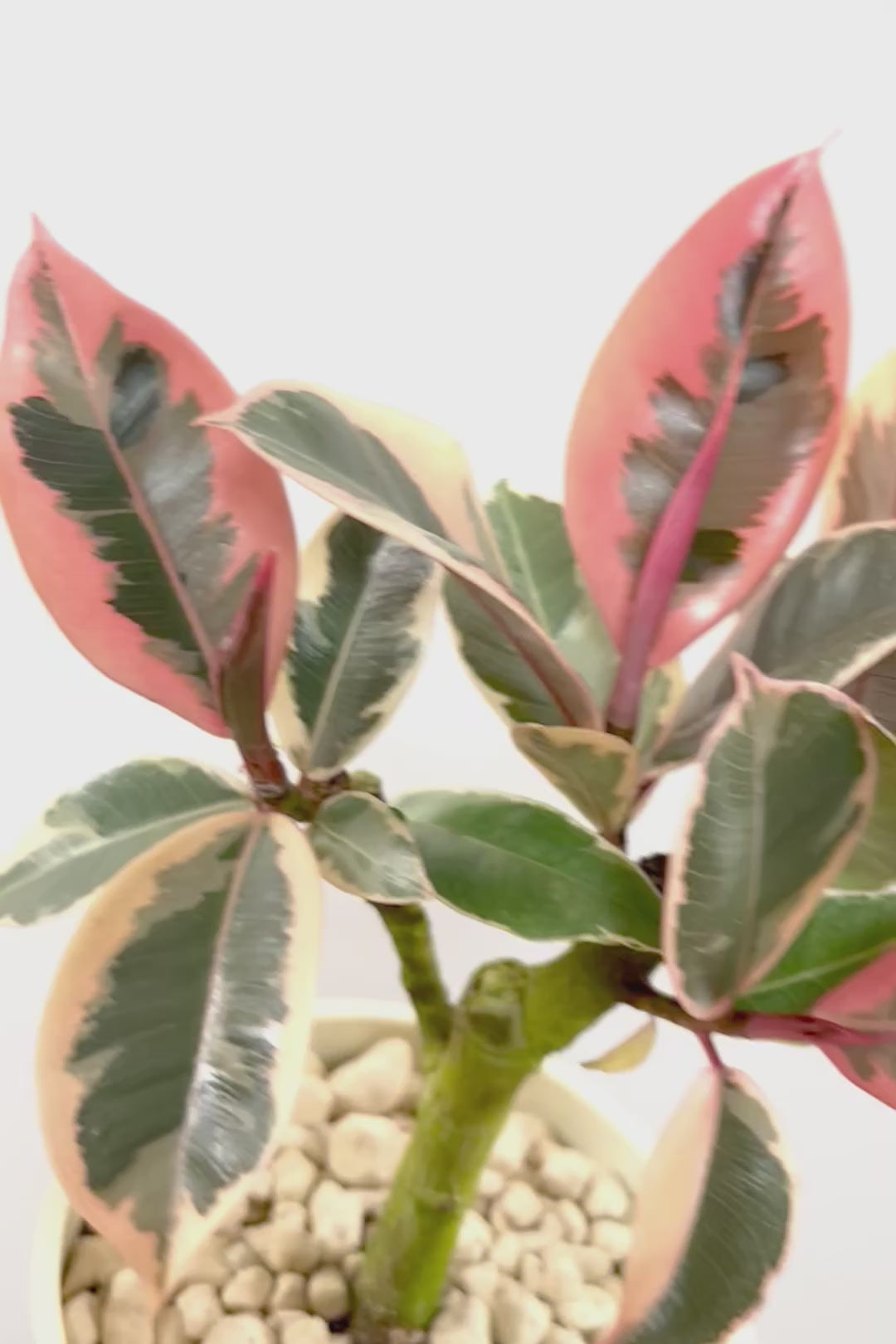 【フィカス ティネケ】軽量で扱いやすいプラスチックPOT！全体のバランスが素敵！しかも今回は最高の葉色に仕上がりました！おすすめです！