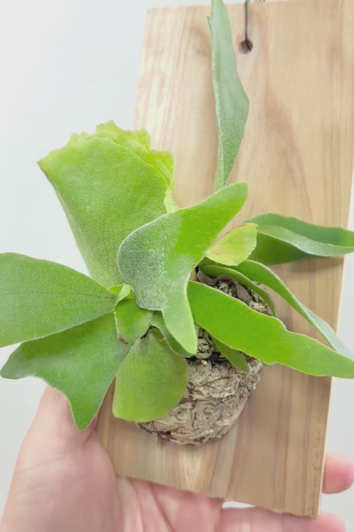 【コウモリラン アルシコルネ】高さ27cm！こんなかわいい板付けが入荷しました！貯水葉も充実していますのでおススメですよ！