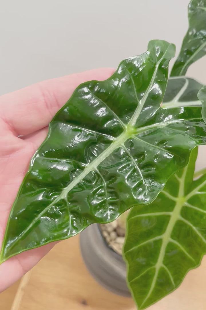 【アロカシア ポリー】ボリュームのある２株入り！ダークグリーンのシックな葉色なのでとてもカッコいいですよ！