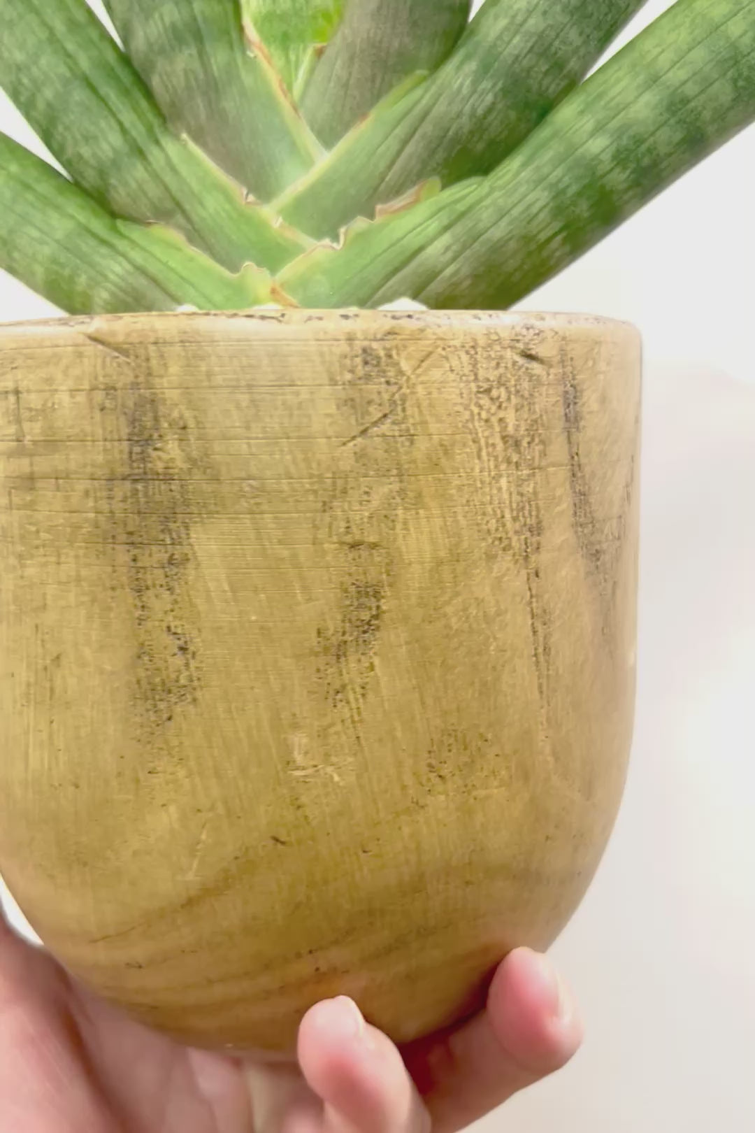 【サンスベリア ボンセレンシス 】全高36cmの素晴らしいバランス！人気の木製のPOT！全体のフォルムがとても美しい最高の個体なんですよ！