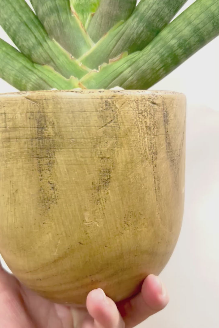 【サンスベリア ボンセレンシス 】全高36cmの素晴らしいバランス！人気の木製のPOT！全体のフォルムがとても美しい最高の個体なんですよ！