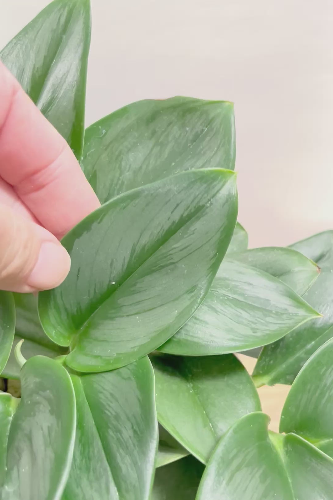 【スキンダプサス ムーンライト】しっとりとした葉の質感。葉の模様が個性的で美しい観葉植物です！